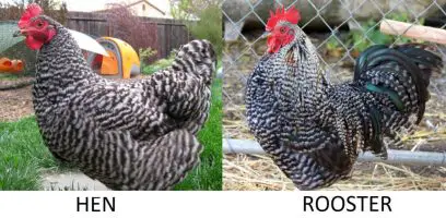 Barred Rock rooster vs Hen