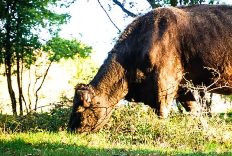 Cows in the wild eat grass