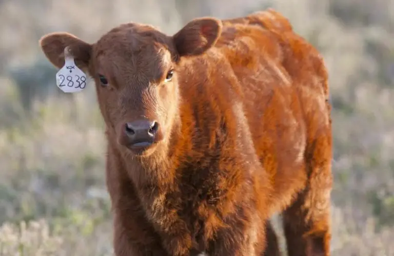 Fall Calves