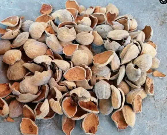 almond hulls