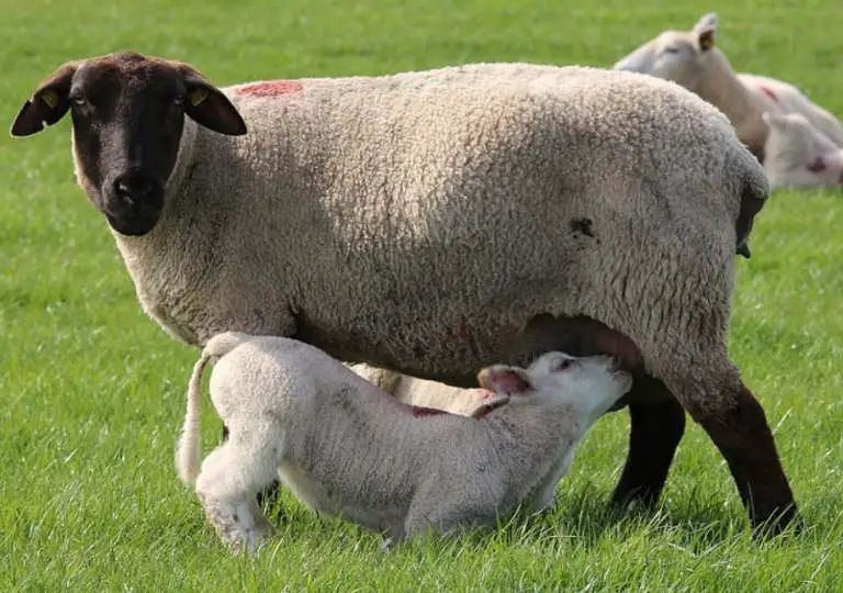 baby sheep drink milk from mother