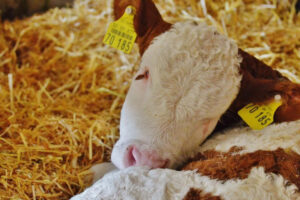 bedding for calf