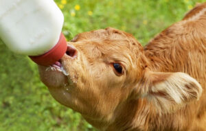 bottle-feeding for baby cow