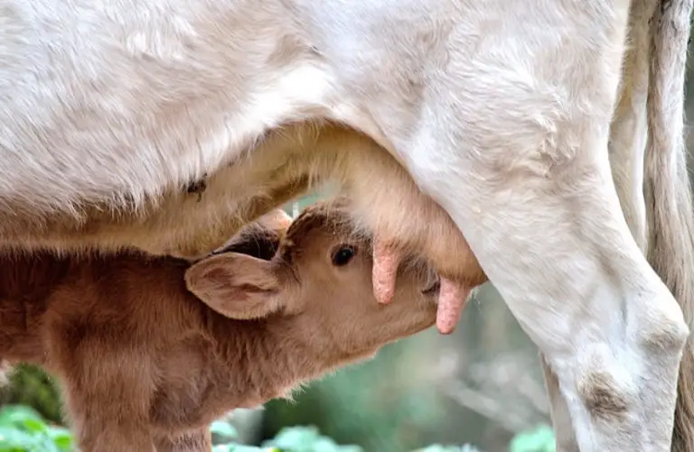 calf and mother