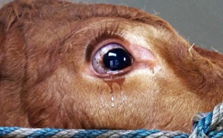 cows cry when fear