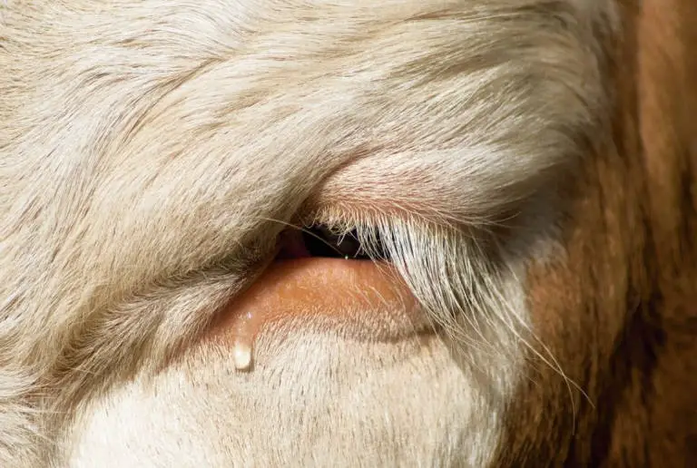 do cows cry
