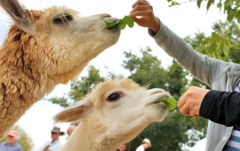 feed llamas