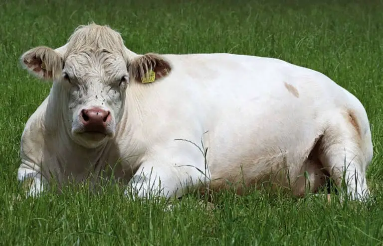 How Long Do Cows Live Sand Creek Farm