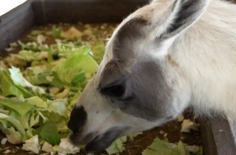 llama eats vegetables