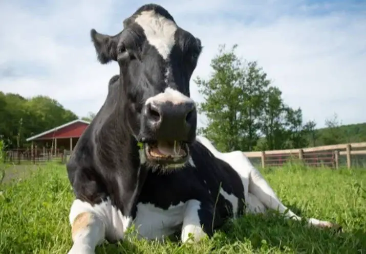 dairy cow