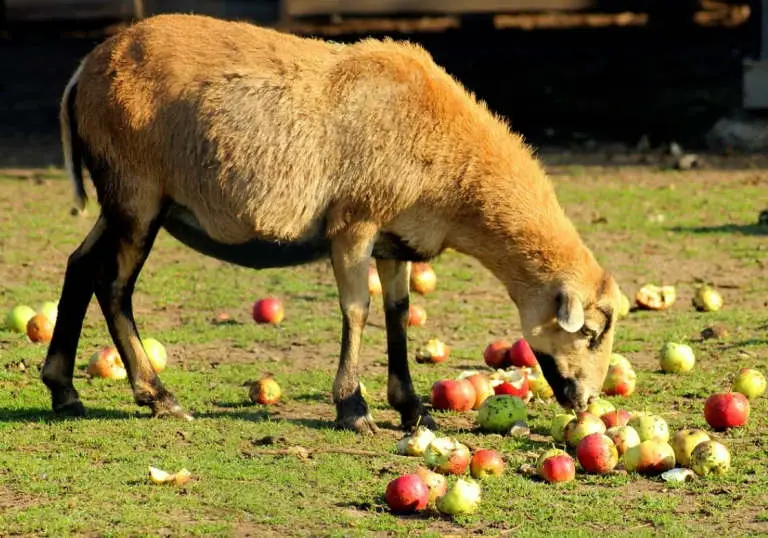 sheep eat apples