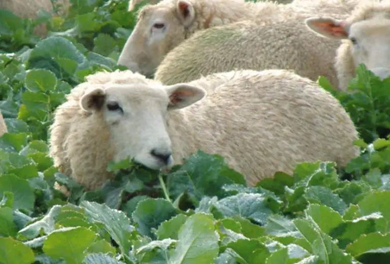 sheep eats vegetables