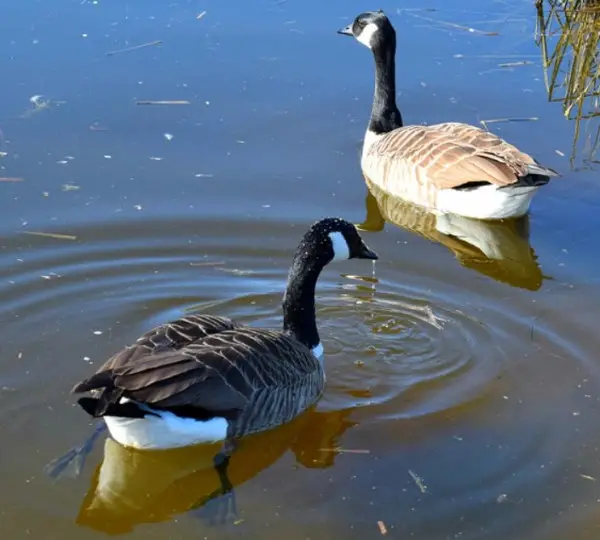 Geese Eat In A Pond