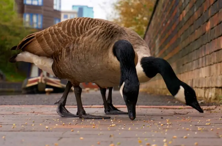 What Do Geese Eat