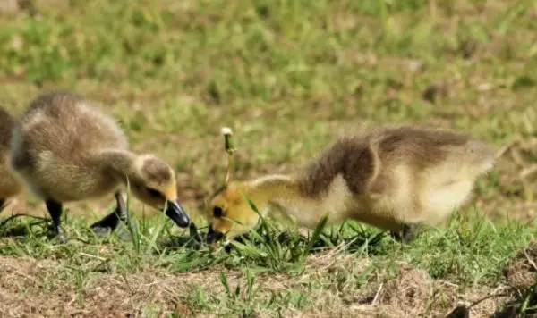 baby geese