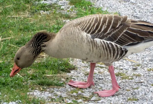 geese eat rocks like chicken