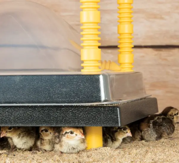 Brooder heating plate