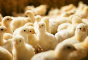 baby chicks in large group