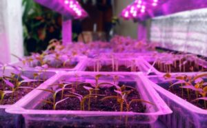 best grow lights for greenhouse reviews