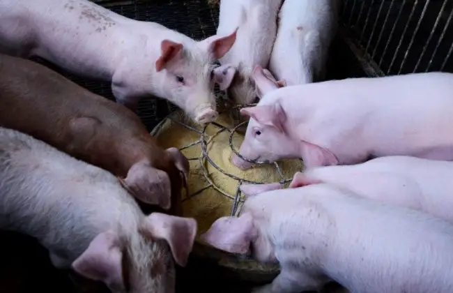 feeding grower pigs