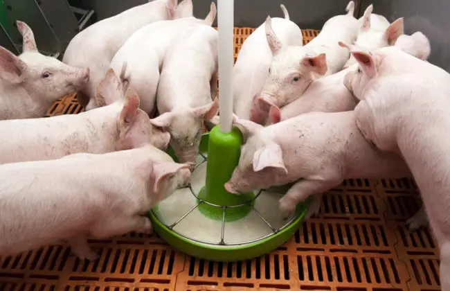 feeding weaning piglets