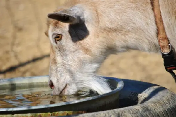 goats drink water