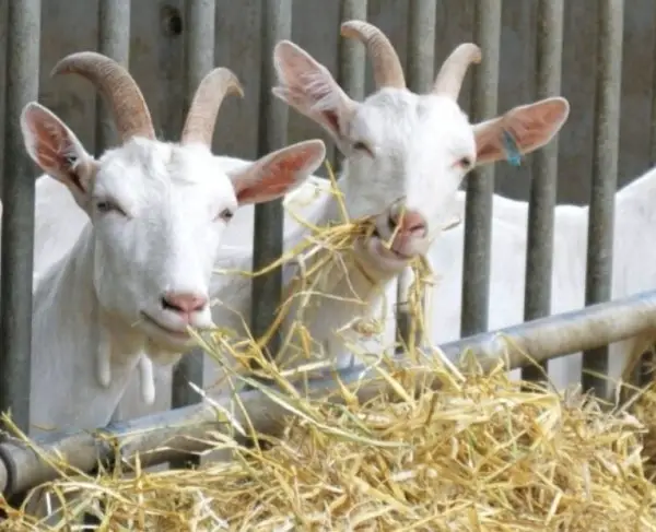 goats eat hay