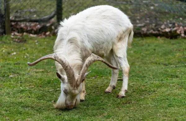 goats eat pasture