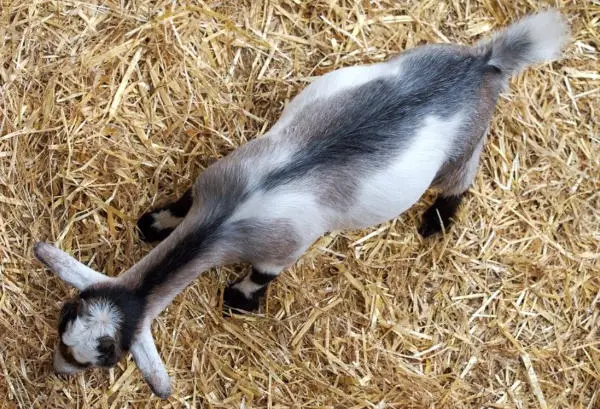 goats eat straw