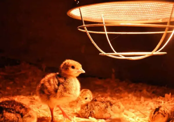 Top 10 Safest Alternatives To Heat Lamp For Chickens Sand Creek Farm   Heat Lamp For Baby Chicks 600x419 