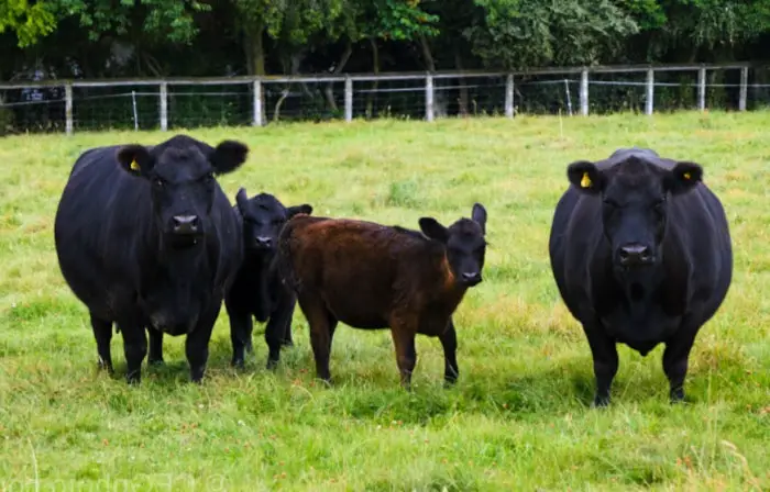 lowline angus cattle and calf