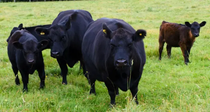 lowline angus cattle and calves