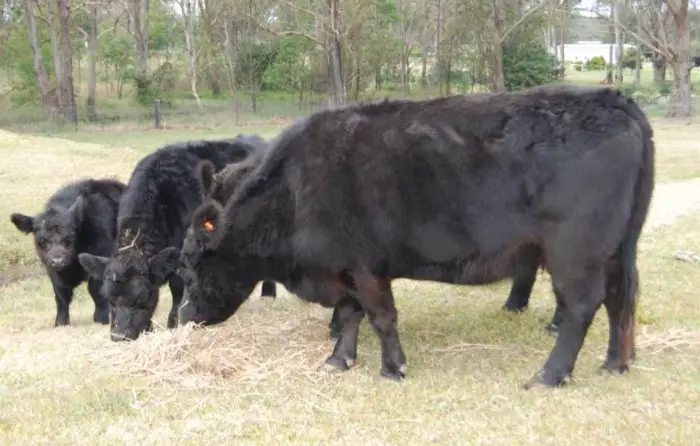 lowline angus cows eating grass