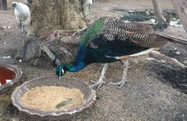 peacocks eat food