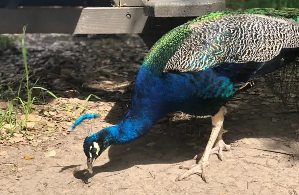 peacocks in the farm