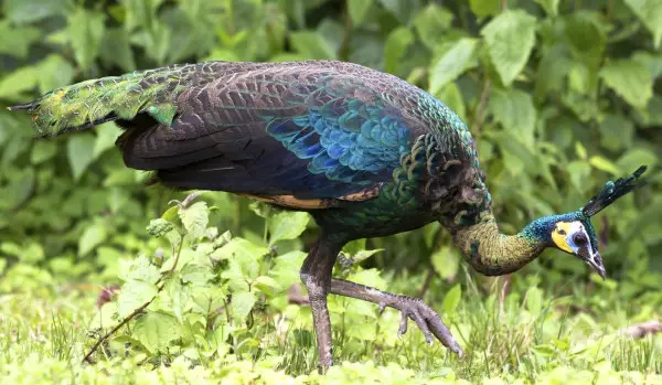 peacocks in the wild