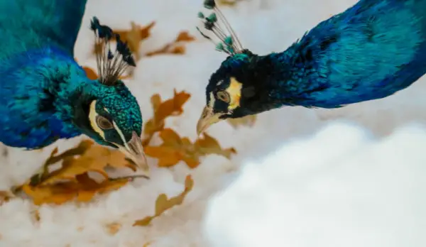 peacocks in the winter