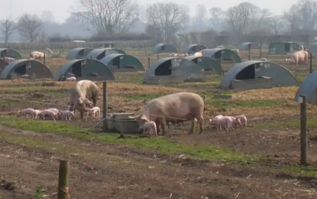 pigs in the farm