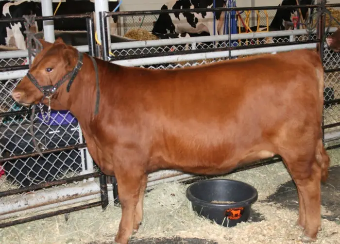 red lowline angus cattle