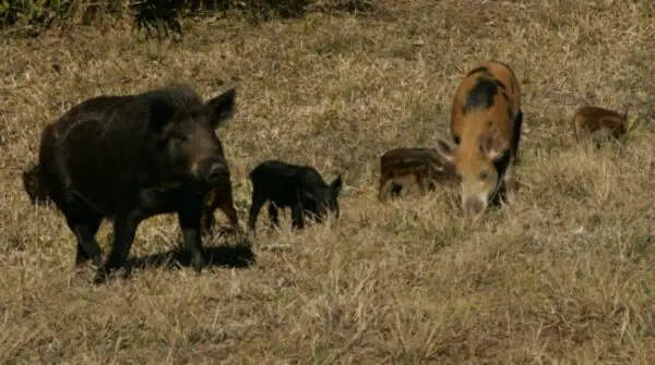 What Do Pigs Eat? Do They Eat Anything & Everything? - Sand Creek Farm