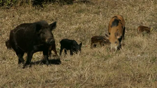 wild pigs