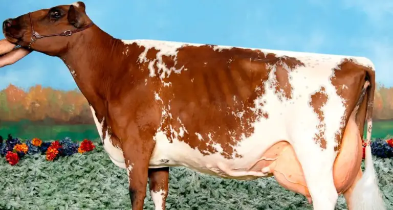 Ayrshire Cow breed