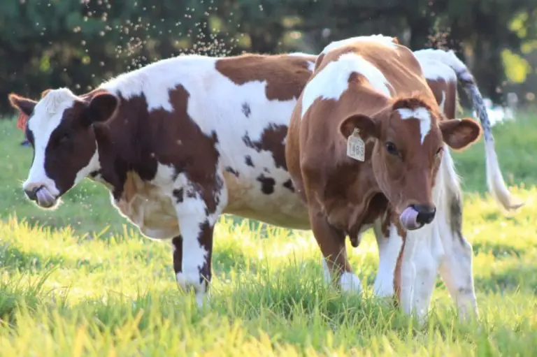 Эйрширские коровы едят траву