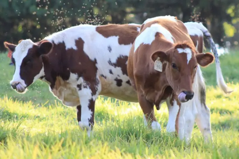 Ayrshire Cows eating grass