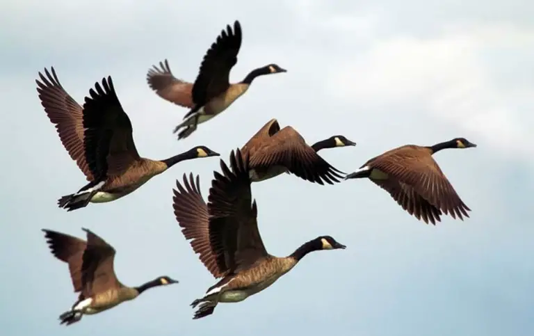 group of geese flying
