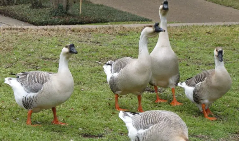 group of geese