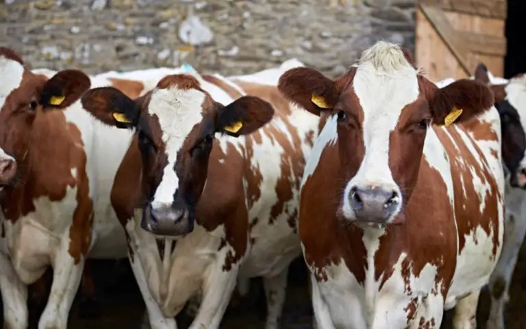 herd of Ayrshire Cows