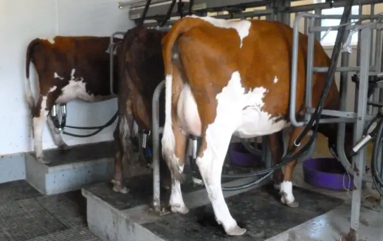 milking Ayrshire Cows