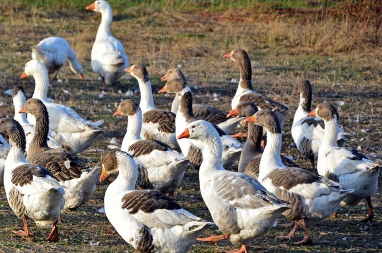 name of group of geese