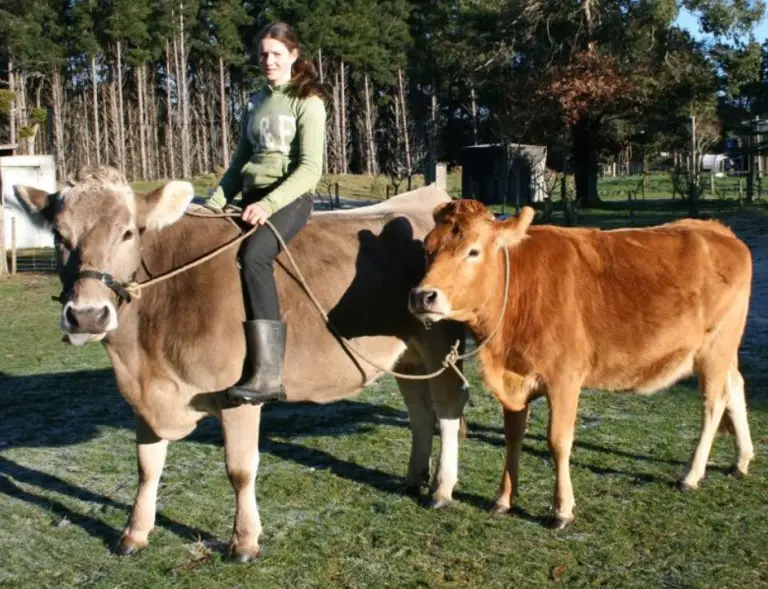 тренироваться ездить на корове